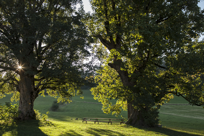 Sous les Plânes dans les rayons de soleil du matin
