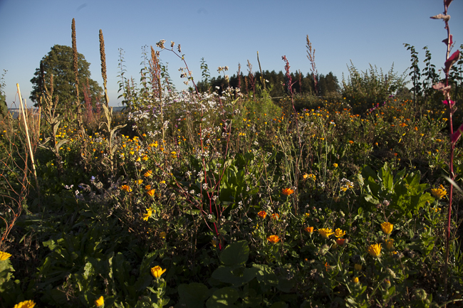 Du temps du Jardin de Claire-Aline