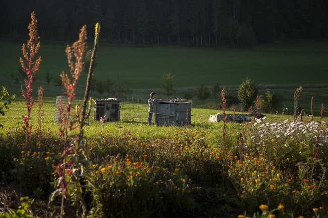 Paysage un matin d'été