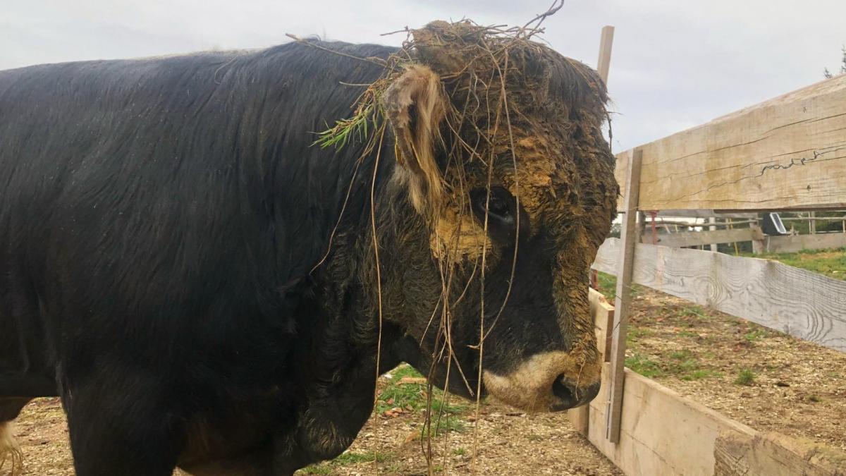 Le taureau le plus adorable s'amuse !